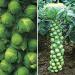 Seme povrća: Brassica oleracea var gemmifera - Kelj pupcar (50 semenki), slika2
