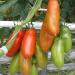 Seme povrća: San Marzano lungo paradajz (seme) heirloom, slika1