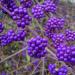 Seme žbunastih vrsta: Callicarpa Bodinieri - Beautyberry Kalikarpa (seme), slika1