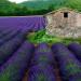 Začini i lekovito bilje: Lavanda (seme), slika2