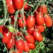 Seme povrća: San Marzano paradajz (seme) heirloom, slika1