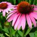 Začini i lekovito bilje: Echinacea (seme) - Ehinacea, slika1