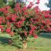 Seme drveća: Lagerstroemia indica - Kineski jorgovan (seme), slika1