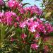 Seme cveća: Nerium oleander - Oleander rozi (seme), slika2