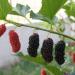 Seme voća: Crni dud - Morus (seme), slika3