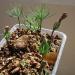 Seme drveća: Cedrus deodara - Himalajski kedar (seme), slika1
