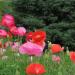 Seme cveća: Papaver rhoeas - Ukrasni mak (Shirley Poppy) seme, slika2