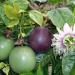 Seme voća: Passiflora edulis (seme) Marakuja, slika1