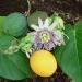 Seme cveća: Passiflora ligularis (seme), slika4