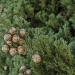 Sadnice - drveće: Cupressus sempervirens - Mediteranski čempres (seme), slika1