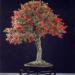 Seme cveća: Callistemon - Kalistemon crveni (seme), slika2