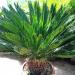 Seme drveća: Cikas palma (seme) - Cycas revoluta, slika1