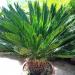 Seme drveća: Cikas palma (seme) - Cycas revoluta, slika3