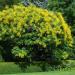 Seme drveća: Koelreuteria - Lampion drvo (seme), slika3