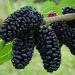 Seme voća: Crni dud - Morus (seme), slika1