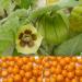 Seme voća: Physalis peruviana seme - Inka bobice ( Peruanska jagoda ), slika2