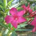 Seme cveća: Nerium oleander - Oleander rozi (seme), slika1