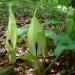 Seme cveća: Arum maculatum (seme) Kozlac, slika1