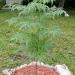 Seme drveća: Melia Azedarach - Indijski jorgovan (seme), slika1