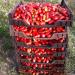 Seme povrća: San Marzano lungo paradajz (seme) heirloom, slika2