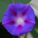 Seme cveća: Ipomoea purpurea - Ladolez (seme), slika1