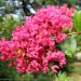 Seme drveća: Lagerstroemia indica - Kineski jorgovan (seme), slika3