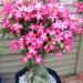 Seme cveća: Adenium Obesum - 5 mix semenki, slika3