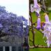 Seme drveća: Paulownia tomentosa - Paulovnija 100 semenki!!!, slika1