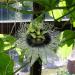 Seme voća: Passiflora edulis (seme) Marakuja, slika4