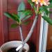 Sadnice - sobne biljke: Plumeria rubra mix (10 semenki) Frangipani havajski cvet, slika1