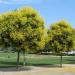 Seme drveća: Koelreuteria - Lampion drvo (seme), slika3