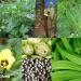 Seme povrća: Hibiscus esculentus - Bamija (okra ) 25 semenki, slika1