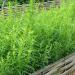 Začini i lekovito bilje: Estragon ( Artemisia dracunculus ), slika2