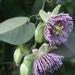 Seme voća: Passiflora ligularis (seme) Passion fruit, slika2