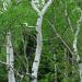 Sadnice - drveće: Betula - Breza (seme), slika1