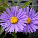 Perene: Aster alpinus Dark Beauty - prolećni aster , slika3