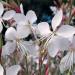 Perene: Gaura lindheimeri White, slika3