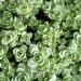 Perene: Crassula sediformis , slika2