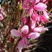 Perene: Gaura Passionate Rainbow - sarenolisna gaura , slika2