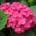 Sadnice - žbunaste vrste: Hydrangea macrophylla , slika1