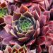 Perene: Cuvarkuca - Sempervivum cal. Royal Ruby, slika2