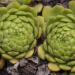 Perene: Cuvarkuca - Sempervivum montanum carpathicum, slika1