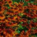 Perene: Rudbeckia hirta Autumn Colors , slika2