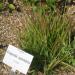 Trave: Eragrostis spectabilis  Purple Love Grass, ukrasna trava  , slika1
