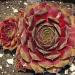 Perene: Cuvarkuca - Sempervivum cal. Royal Ruby, slika1