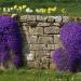 Perene: Aubretia Purple Cascade - aubrecija , slika3