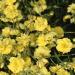 Perene: Helianthemum nummularium Double Yellow , suncica , slika2