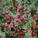 Sadnice - žbunaste vrste: Cotoneaster microphyllus thymifolius, slika2