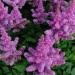 Perene: Astilbe chinensis Pumila , slika2