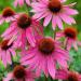 Perene: Echinacea purpurea Rosea - roze cvet , slika3